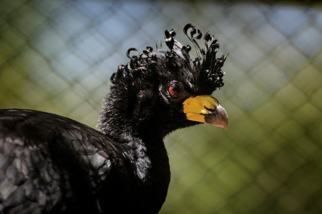 CESP realiza soltura de aves da espécie mutum-de-penacho em áreas de preservação de Brasilândia (MS) e Castilho (SP) CESP realiza soltura de aves da espécie mutum-de-penacho em áreas de preservação de Brasilândia (MS) e Castilho (SP)