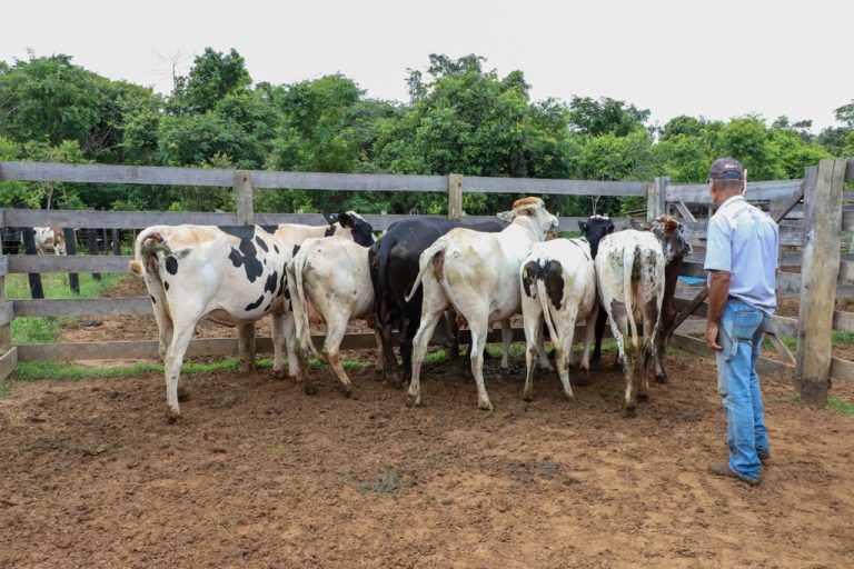 Programa “Amigos do Campo” auxilia criador de pequeno rebanho no diagnóstico de vacas prenhas Programa “Amigos do Campo” auxilia criador de pequeno rebanho no diagnóstico de vacas prenhas