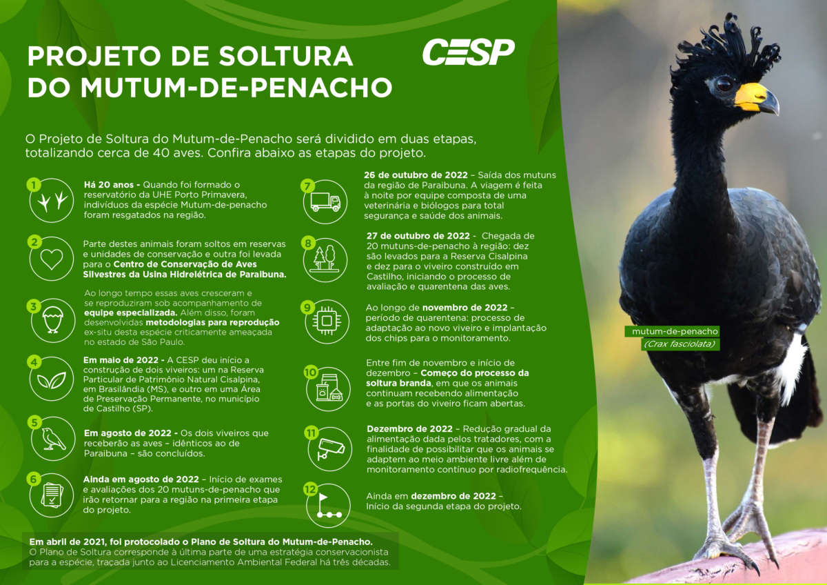 CESP realiza soltura de aves da espécie mutum-de-penacho em áreas de preservação de Brasilândia (MS) e Castilho (SP) CESP realiza soltura de aves da espécie mutum-de-penacho em áreas de preservação de Brasilândia (MS) e Castilho (SP)