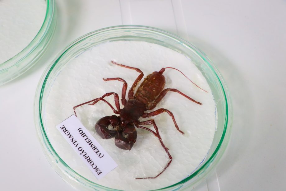 SMS e SEMEC promovem ação de combate ao Aedes aegypti na Vila Piloto