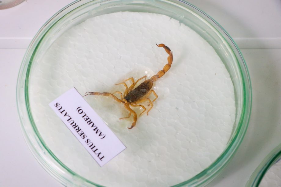 SMS e SEMEC promovem ação de combate ao Aedes aegypti na Vila Piloto