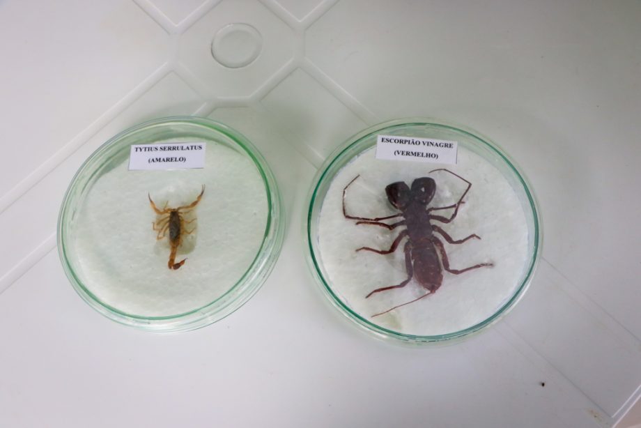 SMS e SEMEC promovem ação de combate ao Aedes aegypti na Vila Piloto