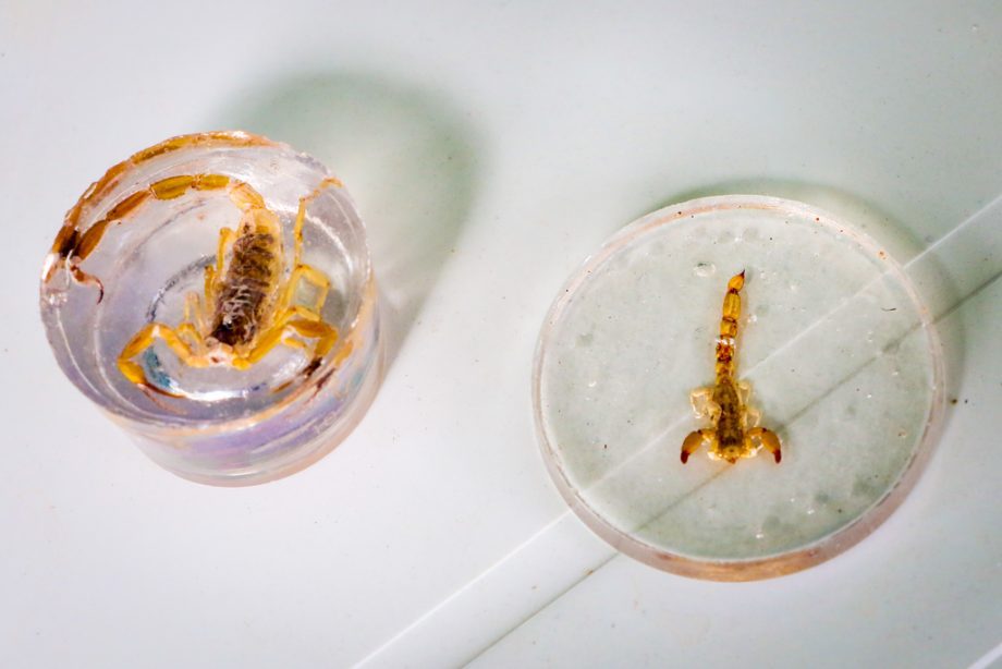 SMS e SEMEC promovem ação de combate ao Aedes aegypti na Vila Piloto