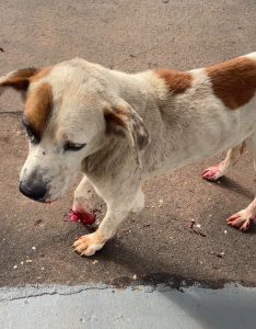 Multas expedidas por maus-tratos a animais dobra em 1 ano em MS e chega a R$ 1,2 milhão Multas expedidas por maus-tratos a animais dobra em 1 ano em MS e chega a R$ 1,2 milhão