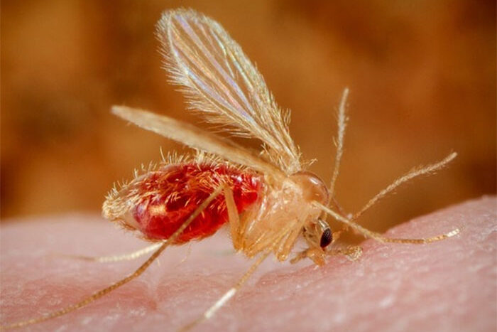 Saúde de Três Lagoas contabiliza 36 casos suspeitos de dengue nesta semana em TL