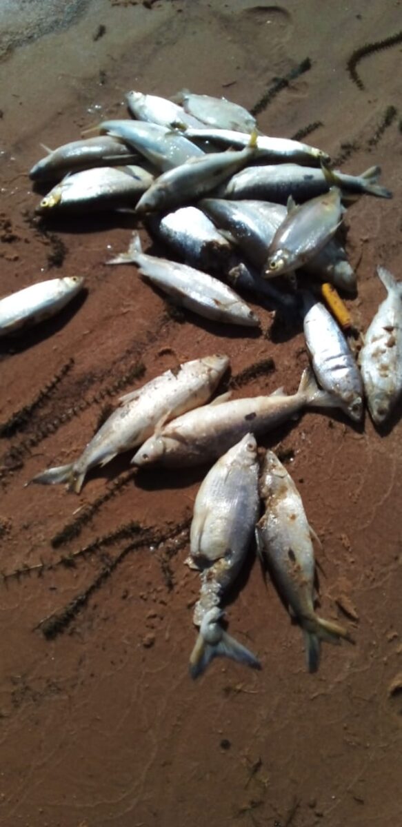 Mortandade de peixes nos rios de Três Lagoas já abala turismo da cidade Mortandade de peixes nos rios de Três Lagoas já abala turismo da cidade
