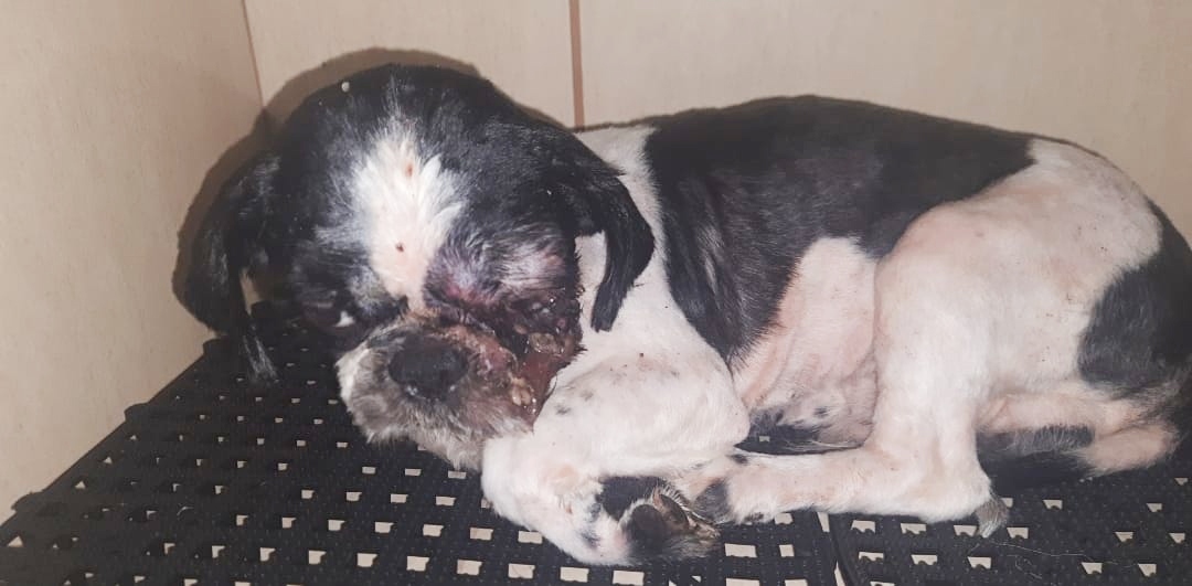 Multas expedidas por maus-tratos a animais dobra em 1 ano em MS e chega a R$ 1,2 milhão Multas expedidas por maus-tratos a animais dobra em 1 ano em MS e chega a R$ 1,2 milhão