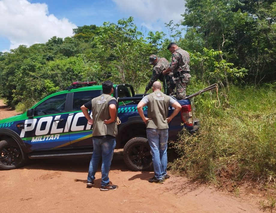Morre Tamanduá Bandeira resgatado após ficar preso em armadilha na Cascalheira