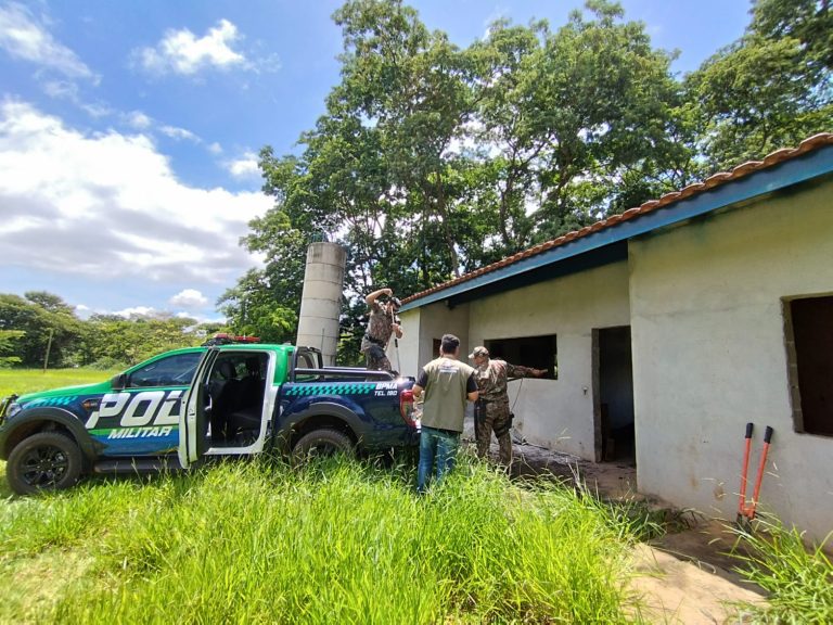 Morre Tamanduá Bandeira resgatado após ficar preso em armadilha na Cascalheira