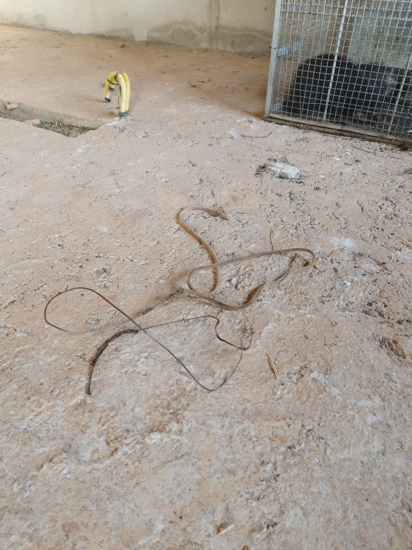 Morre Tamanduá Bandeira resgatado após ficar preso em armadilha na Cascalheira