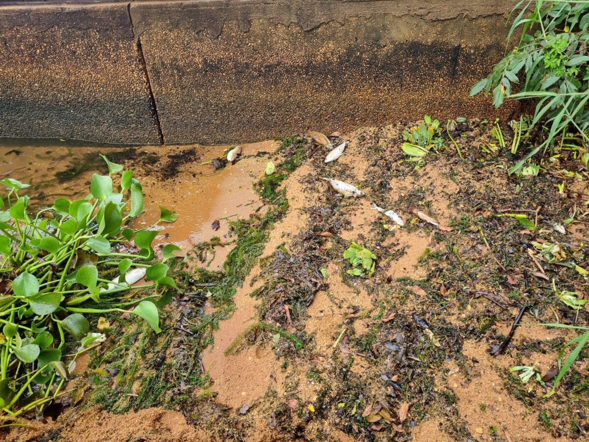 ‘Cemitério’ de peixes na Cascalheira é mistério em Três Lagoas; Usina diz que não tem culpa
