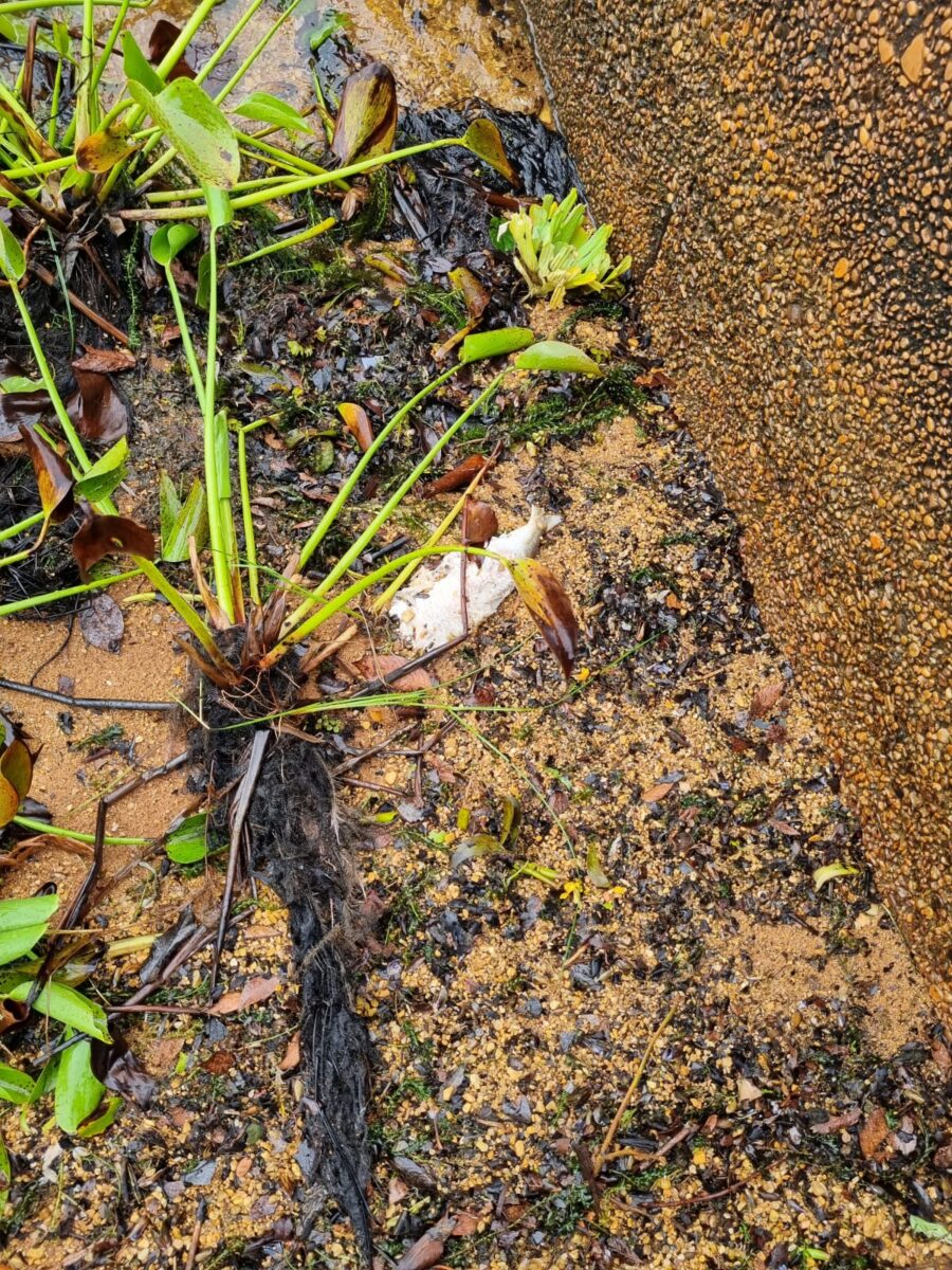 ‘Cemitério’ de peixes na Cascalheira é mistério em Três Lagoas; Usina diz que não tem culpa