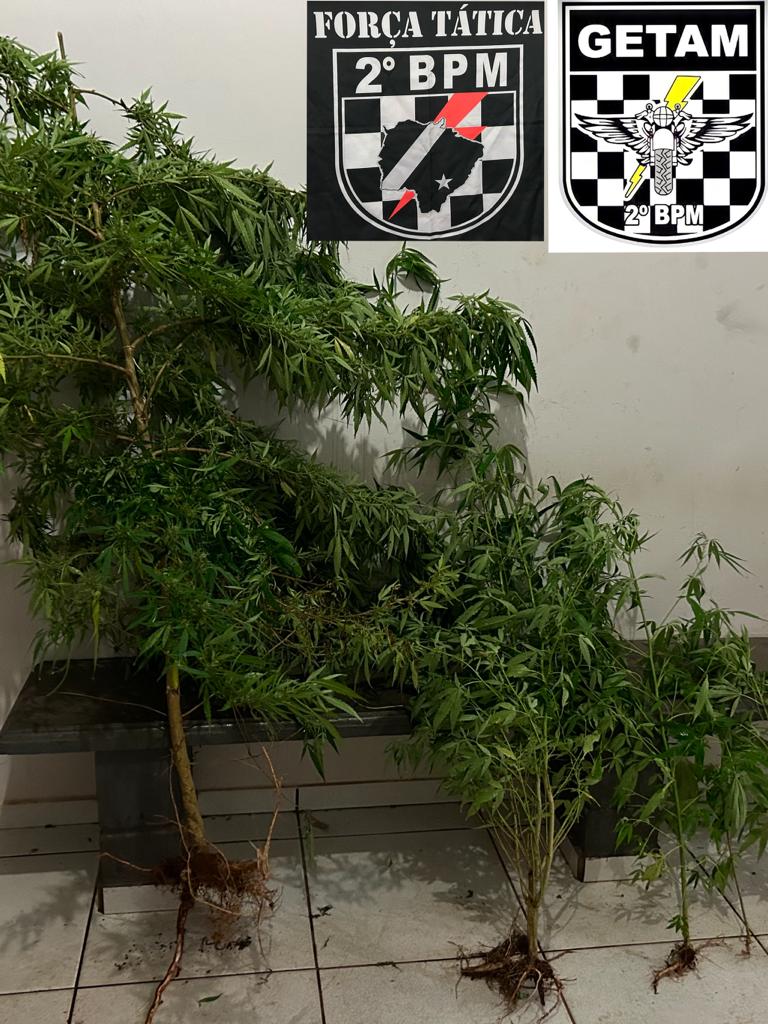 Maconha in Natura; PM apreende plantação de maconha em Três Lagoas e casal é preso em flagrante Maconha in Natura; PM apreende plantação de maconha em Três Lagoas e casal é preso em flagrante
