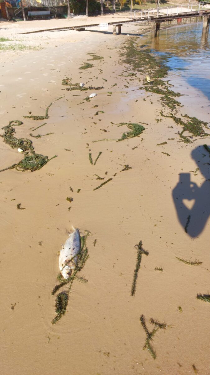 Mortandade de peixes nos rios de Três Lagoas já abala turismo da cidade Mortandade de peixes nos rios de Três Lagoas já abala turismo da cidade