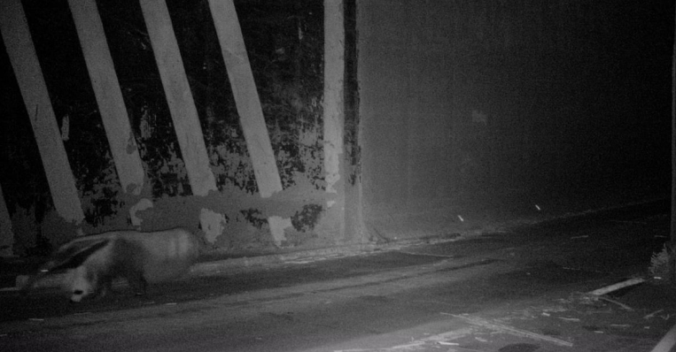 <strong>Túnel do hexatrem colabora para a segurança de animais silvestres em áreas da Suzano</strong> <strong>Túnel do hexatrem colabora para a segurança de animais silvestres em áreas da Suzano</strong>