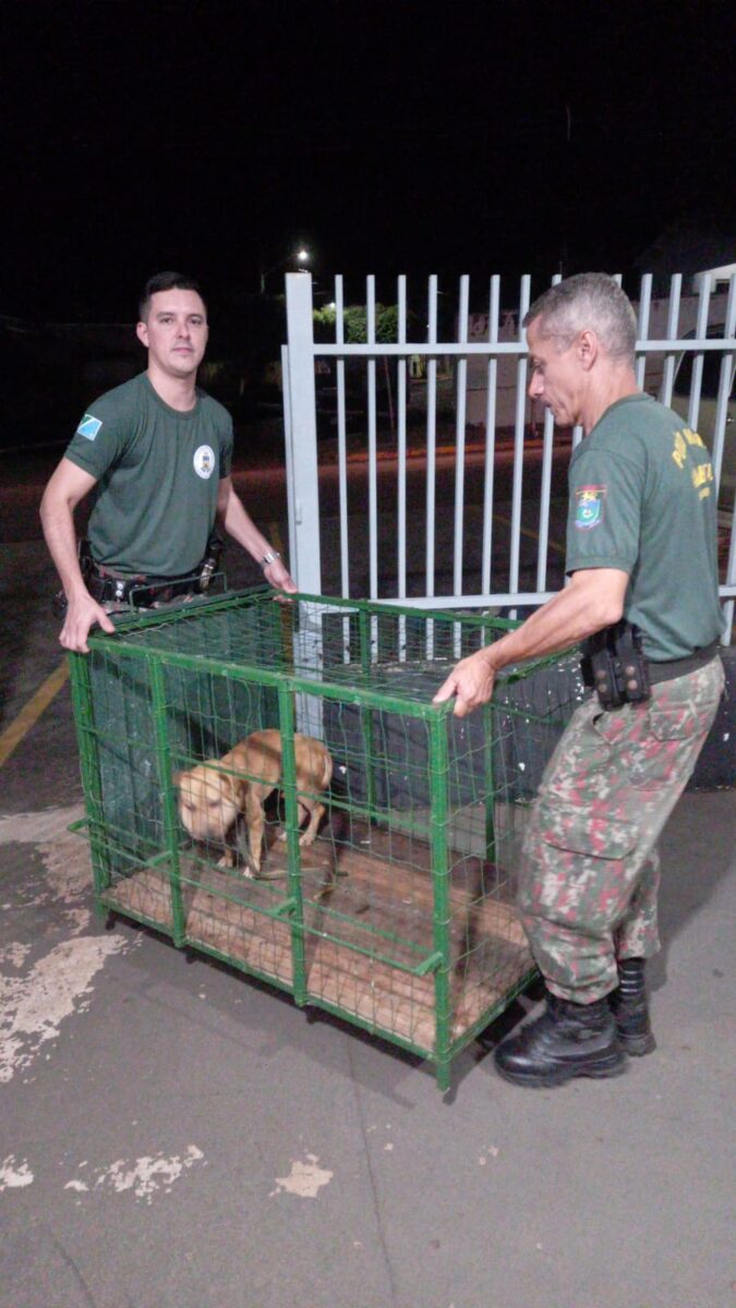 Corda quase decepa pescoço de uma cachorra que sofria maus-tratos em Costa Rica Corda quase decepa pescoço de uma cachorra que sofria maus-tratos em Costa Rica