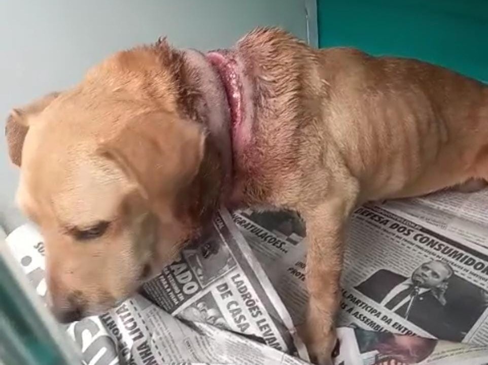 Corda quase decepa pescoço de uma cachorra que sofria maus-tratos em Costa Rica Corda quase decepa pescoço de uma cachorra que sofria maus-tratos em Costa Rica