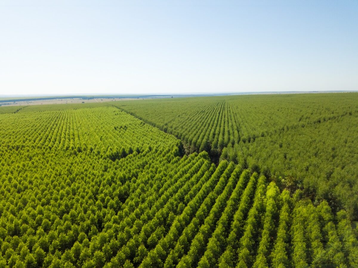 <strong>Jovens talentos do setor florestal terão oportunidade de entrar em programa da Eldorado Brasil</strong> <strong>Jovens talentos do setor florestal terão oportunidade de entrar em programa da Eldorado Brasil</strong>