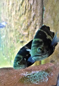 Parâmetros ideais em tanque do Bioparque Pantanal garantem reprodução espontânea de peixes Parâmetros ideais em tanque do Bioparque Pantanal garantem reprodução espontânea de peixes