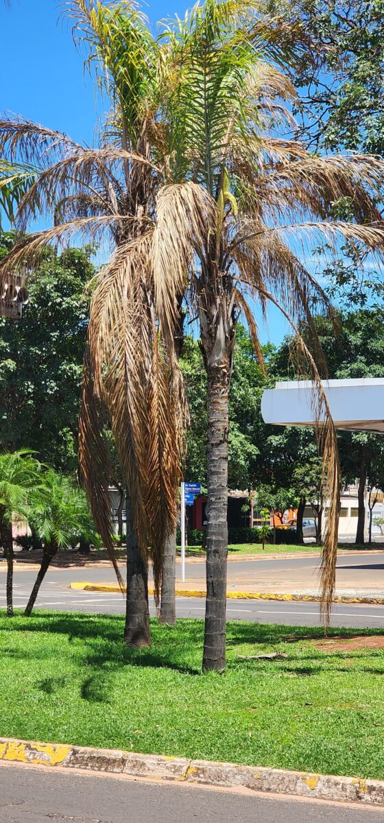Depois dos gatos, coqueiros centrais de Três Lagoas também estão sendo envenenados por criminosos