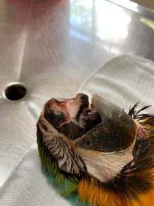 Dia Mundial da Vida Selvagem: MS terá o maior hospital de animais silvestres da América Latina