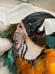 Dia Mundial da Vida Selvagem: MS terá o maior hospital de animais silvestres da América Latina