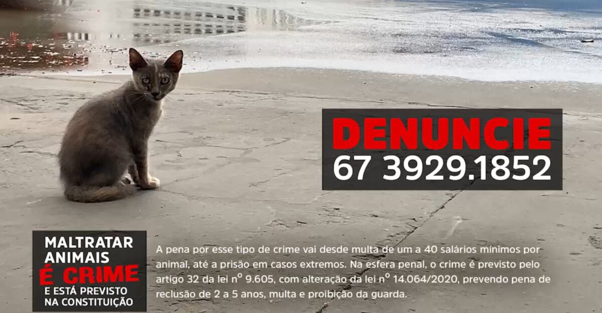 Matança de gatos em Três Lagoas: animais estão sendo envenenados por criminosos em toda cidade