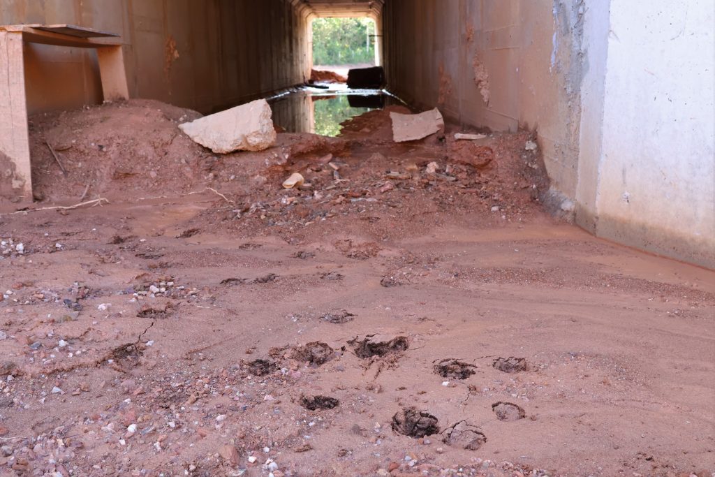 Programa Estrada Viva monitora rodovias estaduais e propõe adaptações para segurança da fauna Programa Estrada Viva monitora rodovias estaduais e propõe adaptações para segurança da fauna
