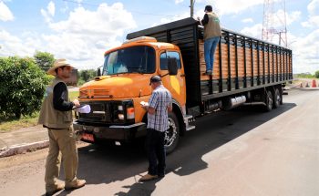 Vigilância contra influenza aviária garante produção segura para Mato Grosso do Sul Vigilância contra influenza aviária garante produção segura para Mato Grosso do Sul