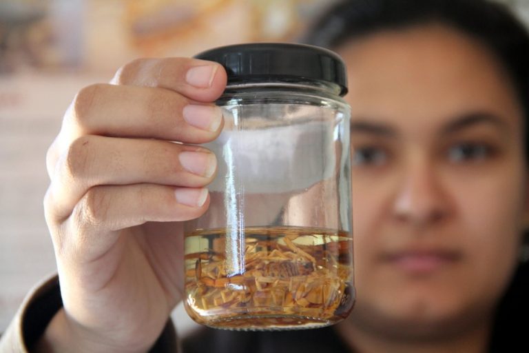 Achou um animal peçonhento? Saiba como agir e quem procurar