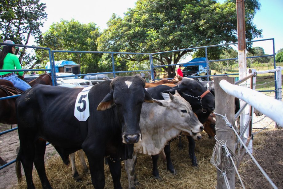 Ranch Sorting “Estância Rebucci” supera expectativas e atrai mais de 700 pessoas Ranch Sorting “Estância Rebucci” supera expectativas e atrai mais de 700 pessoas