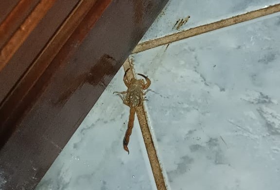 Com idoso e criança em casa, moradora de Três Lagoas faz apelo para se livrar de infestação de escorpiões Com idoso e criança em casa, moradora de Três Lagoas faz apelo para se livrar de infestação de escorpiões