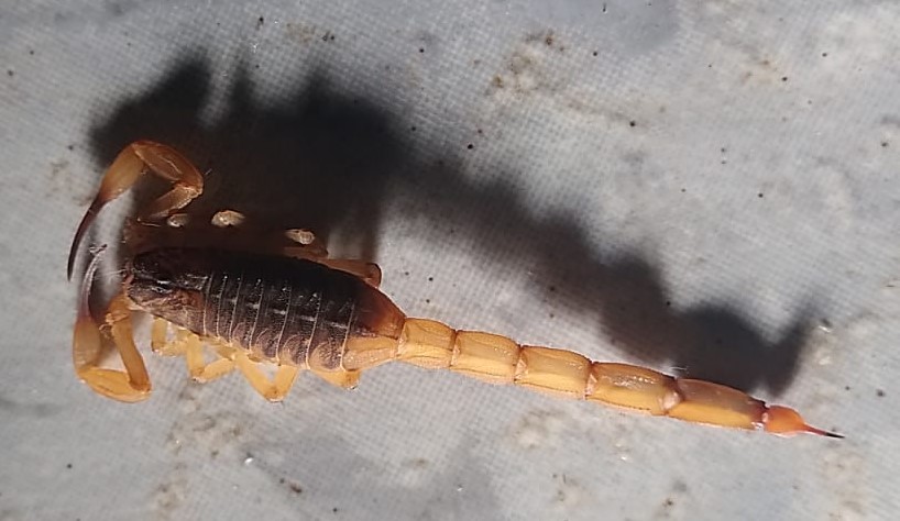Com idoso e criança em casa, moradora de Três Lagoas faz apelo para se livrar de infestação de escorpiões Com idoso e criança em casa, moradora de Três Lagoas faz apelo para se livrar de infestação de escorpiões