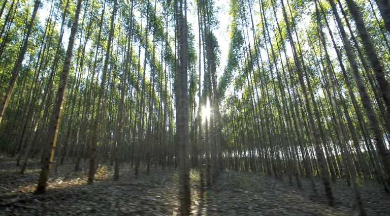 Fomento ao desenvolvimento sustentável vai fazer de Mato Grosso do Sul 1º Estado Carbono Neutro do Brasil