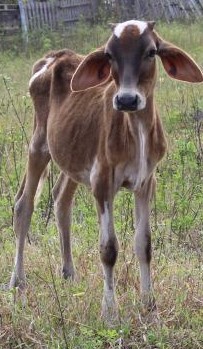 CRUELDADE: animais são encontrados sem comida e água em rancho de Três Lagoas