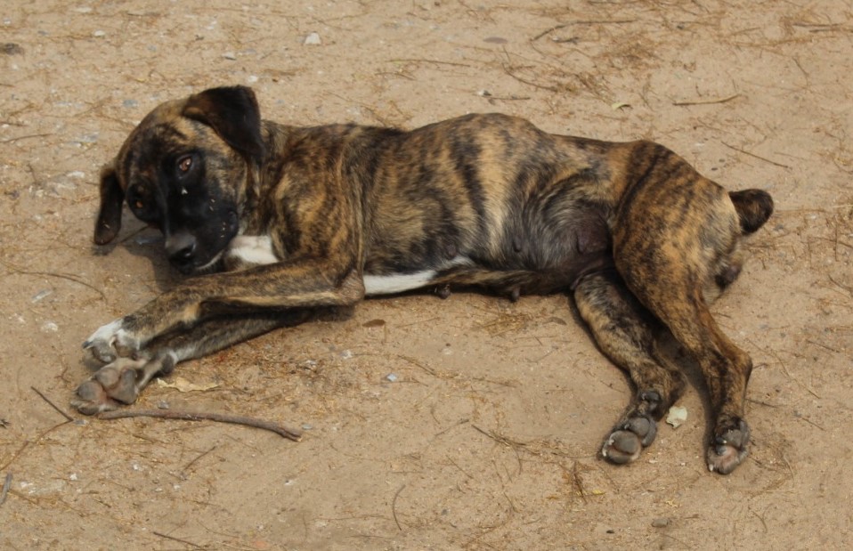 CRUELDADE: animais são encontrados sem comida e água em rancho de Três Lagoas