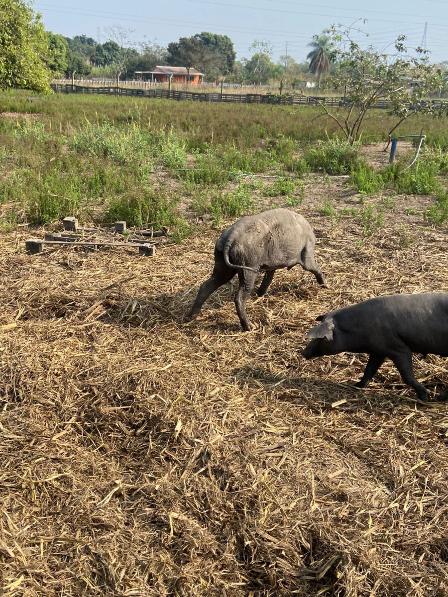 CRUELDADE: animais são encontrados sem comida e água em rancho de Três Lagoas