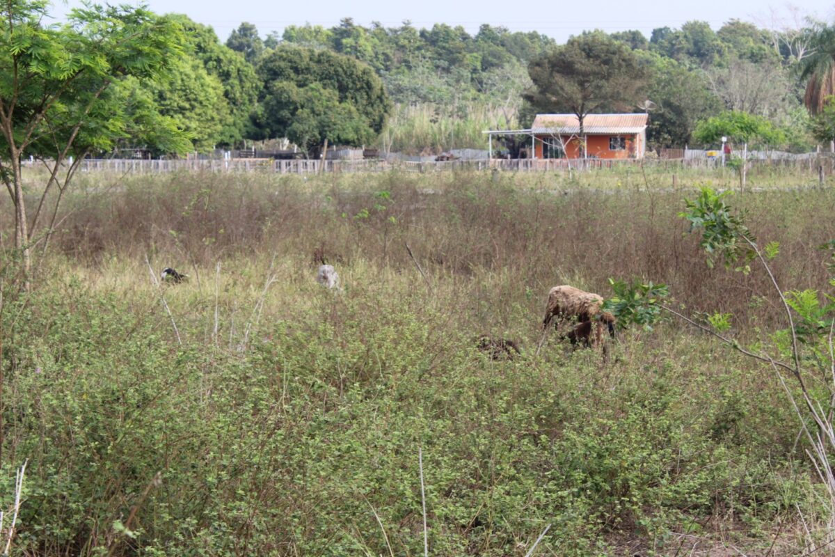 CRUELDADE: animais são encontrados sem comida e água em rancho de Três Lagoas