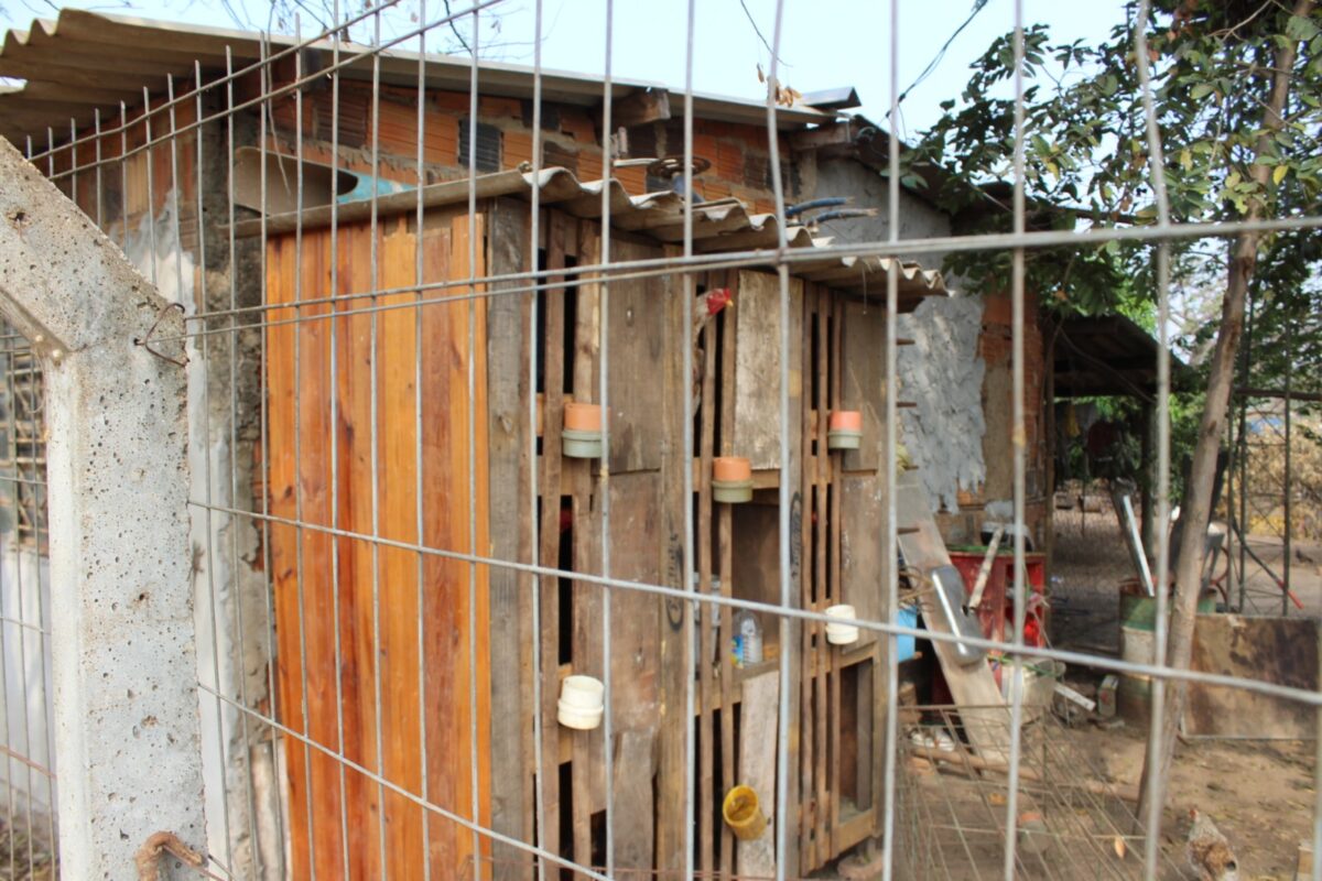 CRUELDADE: animais são encontrados sem comida e água em rancho de Três Lagoas