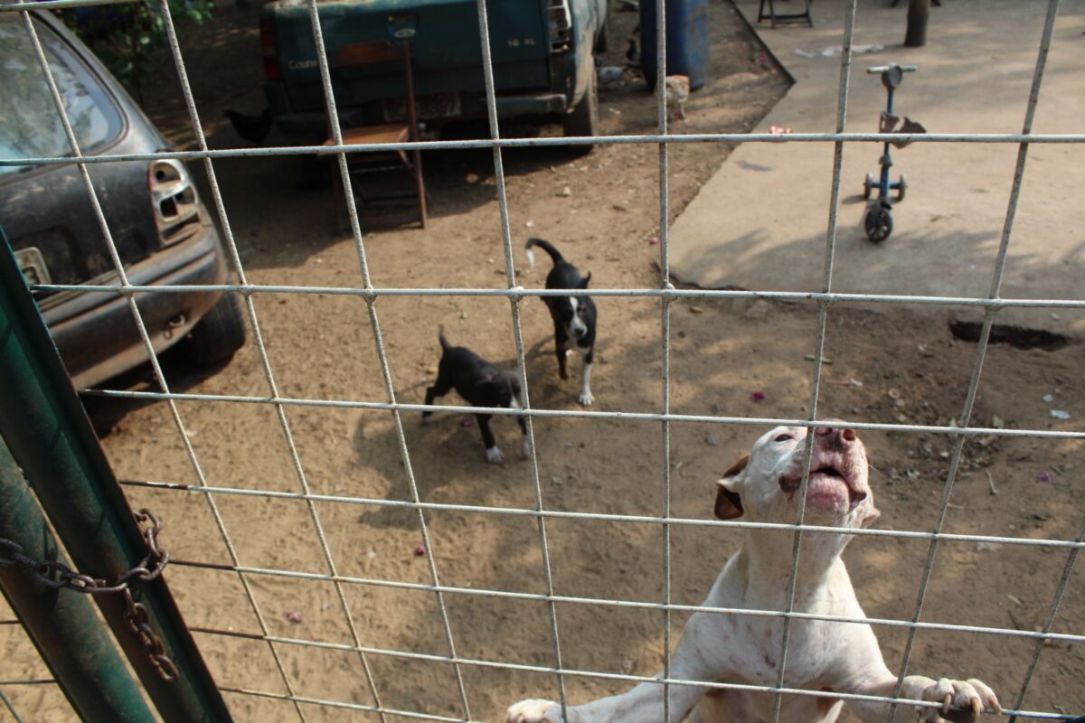 CRUELDADE: animais são encontrados sem comida e água em rancho de Três Lagoas