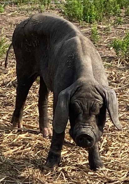 CRUELDADE: animais são encontrados sem comida e água em rancho de Três Lagoas