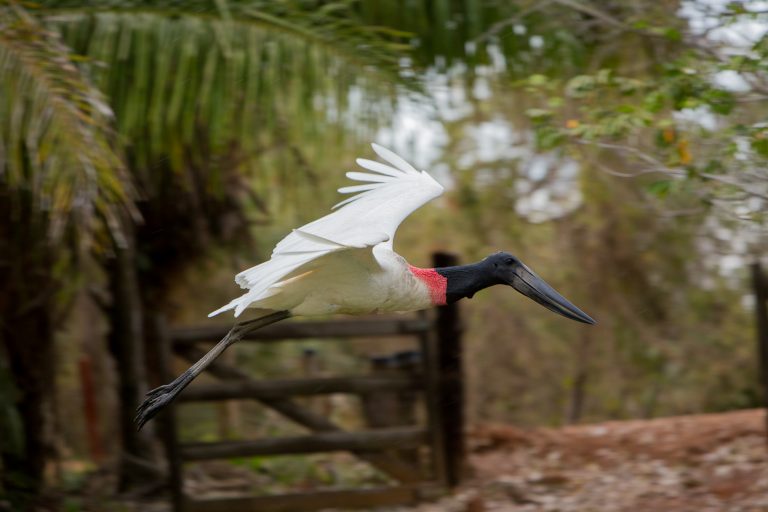 Com ações do Governo do Estado, Pantanal tem 85% da área preservada e redução do desmatamento Com ações do Governo do Estado, Pantanal tem 85% da área preservada e redução do desmatamento