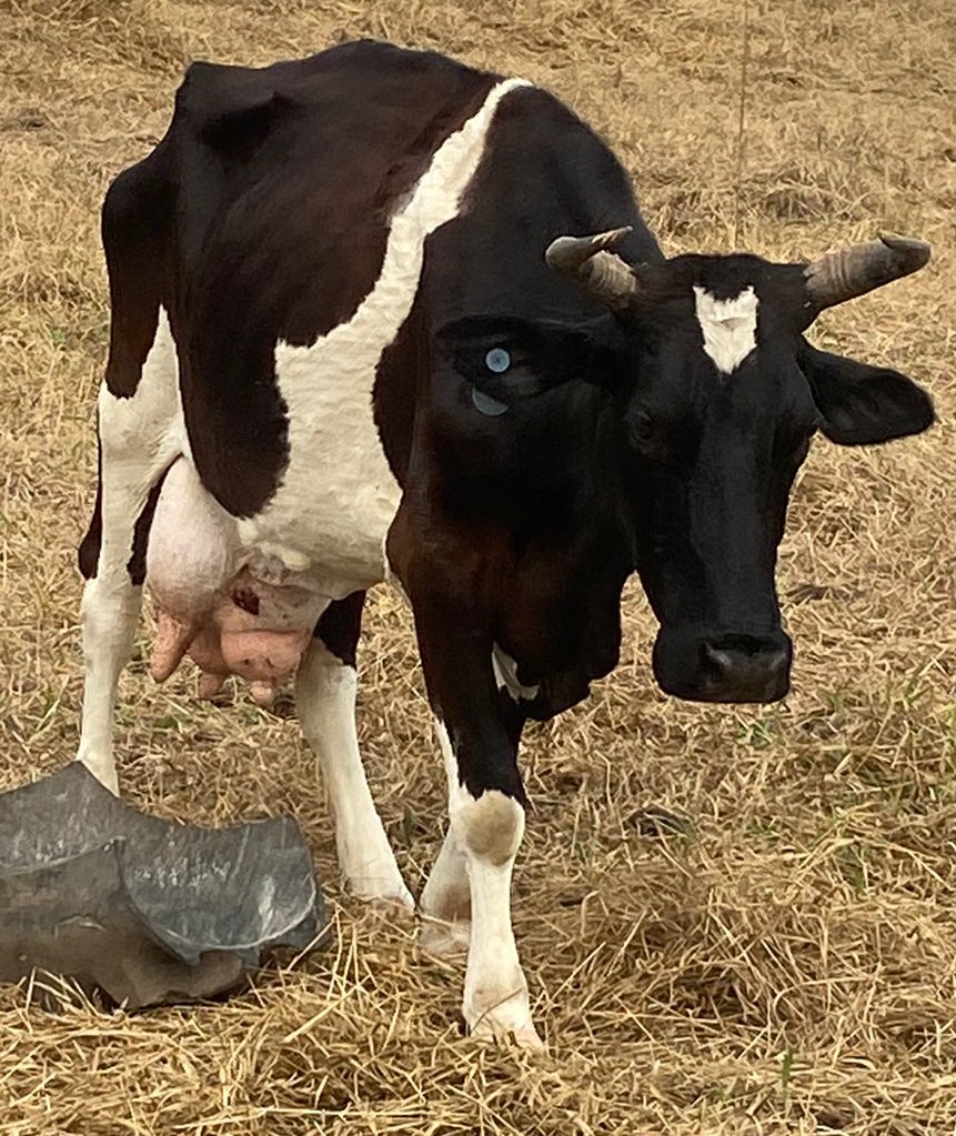 CRUELDADE: animais são encontrados sem comida e água em rancho de Três Lagoas