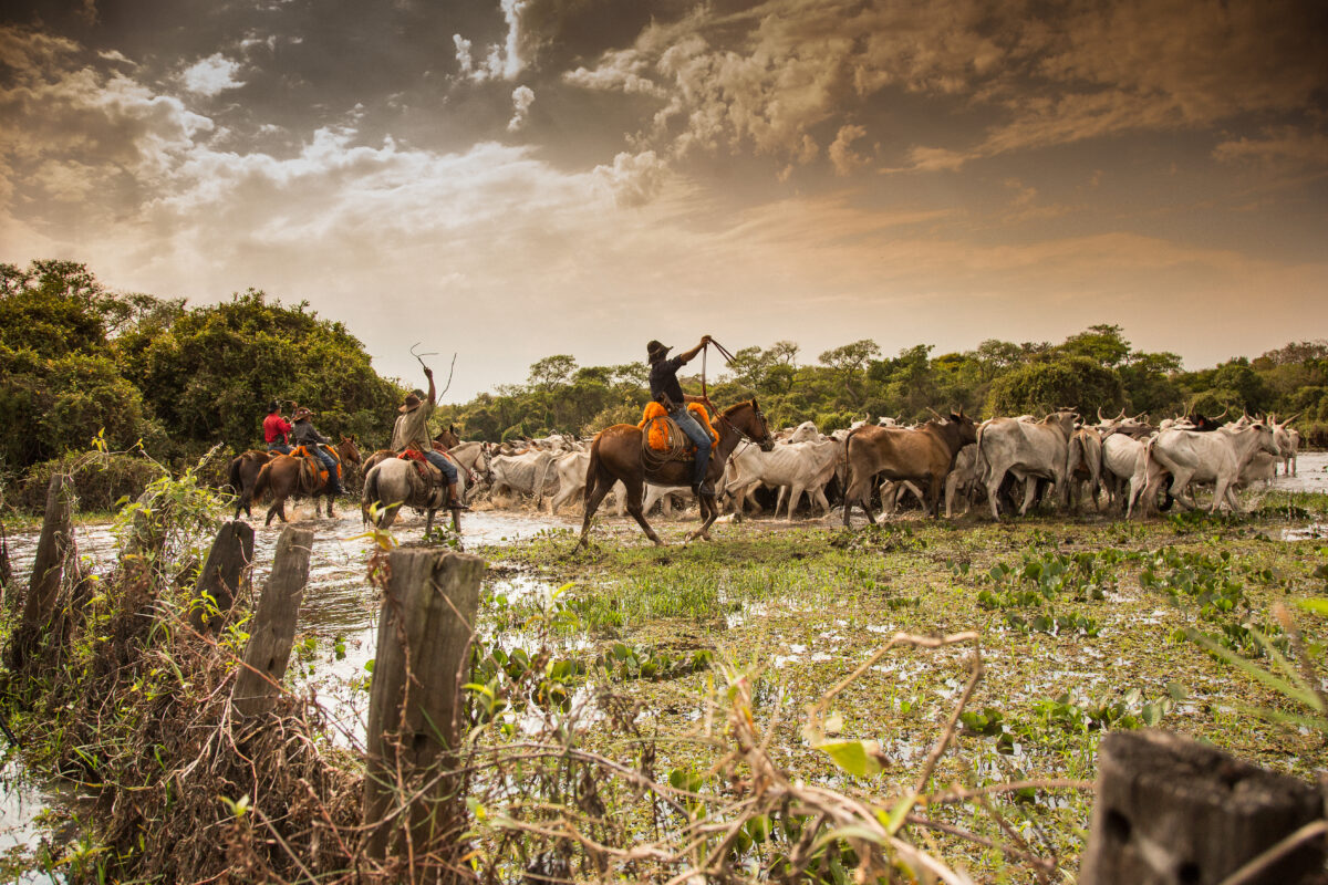 Com ações do Governo do Estado, Pantanal tem 85% da área preservada e redução do desmatamento Com ações do Governo do Estado, Pantanal tem 85% da área preservada e redução do desmatamento