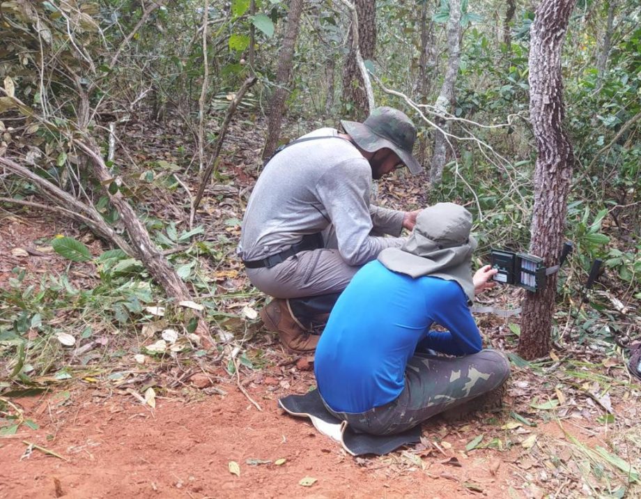 Monitoramento no Parque Natural do Pombo completa 1 ano e comemora registro de 69 animais silvestres, alguns raros na natureza Monitoramento no Parque Natural do Pombo completa 1 ano e comemora registro de 69 animais silvestres, alguns raros na natureza