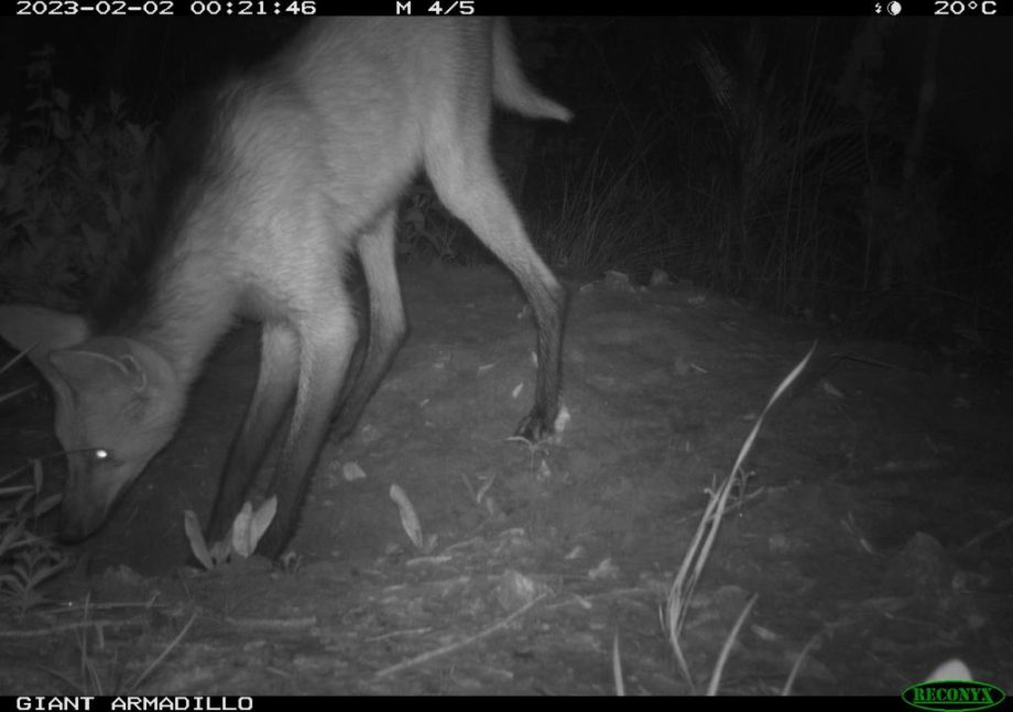 Monitoramento no Parque Natural do Pombo completa 1 ano e comemora registro de 69 animais silvestres, alguns raros na natureza Monitoramento no Parque Natural do Pombo completa 1 ano e comemora registro de 69 animais silvestres, alguns raros na natureza