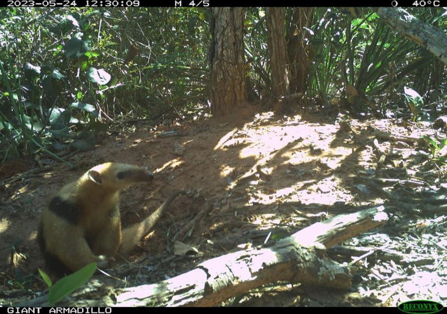 Monitoramento no Parque Natural do Pombo completa 1 ano e comemora registro de 69 animais silvestres, alguns raros na natureza Monitoramento no Parque Natural do Pombo completa 1 ano e comemora registro de 69 animais silvestres, alguns raros na natureza