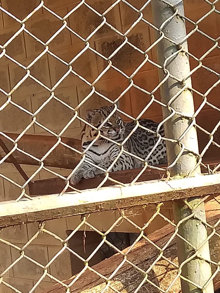 Crianças e adolescentes de Brasilândia visitam zoológico em Ilha Solteira