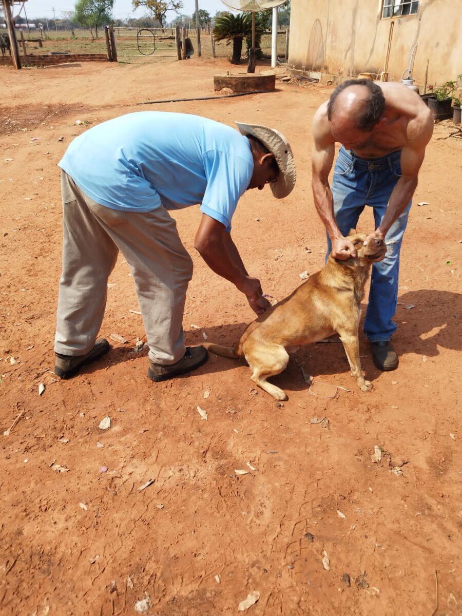 Brasilândia realiza vacinação contra a raiva animal na zona rural