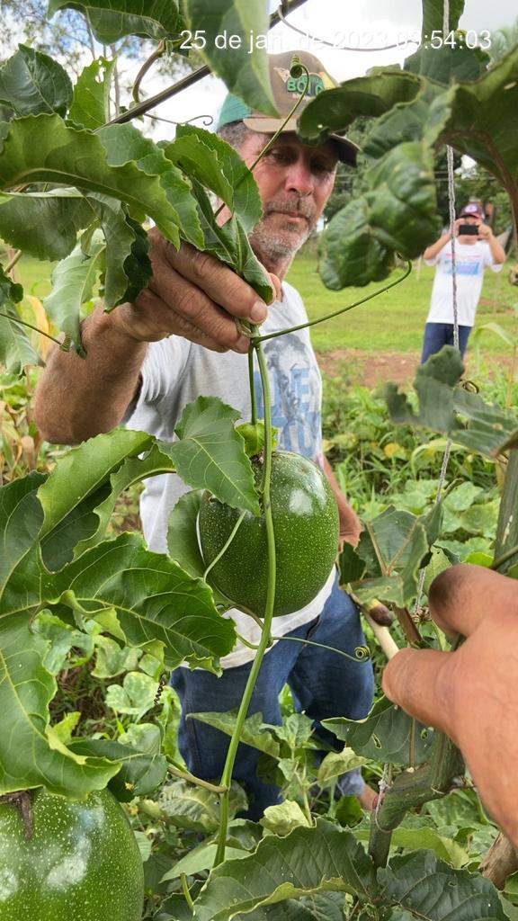Administração Municipal realiza trabalho de incentivo à agricultura familiar em Inocência Administração Municipal realiza trabalho de incentivo à agricultura familiar em Inocência